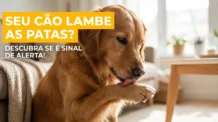 Por que o cachorro lambe a pata? Conheça os 4 principais motivos