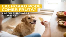 Cachorro pode comer fruta? Conheça as 7 opções liberadas e seguras