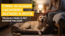 Como acalmar cachorro agitado à noite: Truques para o pet dormir melhor