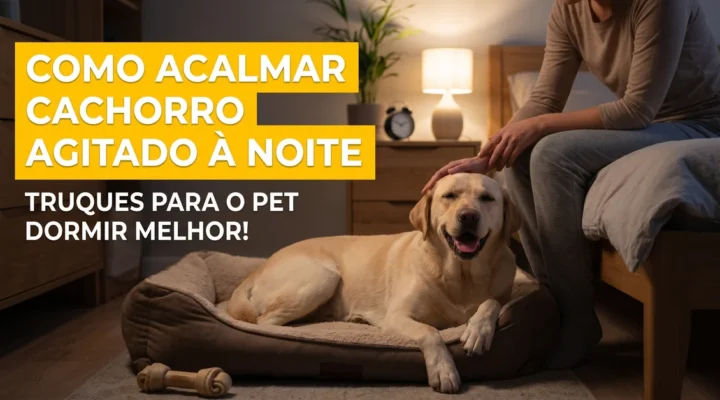 Como acalmar cachorro agitado à noite: Truques para o pet dormir melhor
