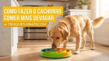 Como fazer o cachorro comer mais devagar: 4 truques práticos