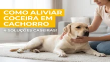 Como Aliviar Coceira em Cachorro: 4 Soluções Caseiras Para Dermatite