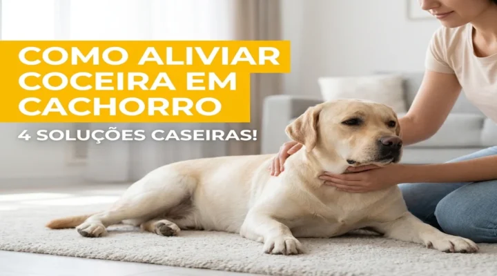 Como Aliviar Coceira em Cachorro: 4 Soluções Caseiras Para Dermatite