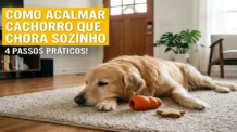 Como Acalmar Cachorro que Chora Sozinho: 4 Passos Práticos
