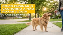 Como ensinar o cachorro a não puxar a guia: 4 passos práticos