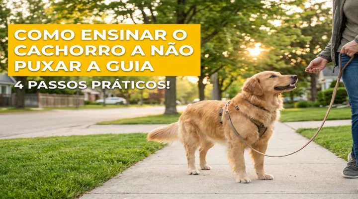 Como ensinar o cachorro a não puxar a guia: 4 passos práticos