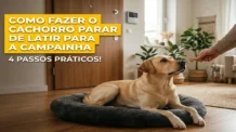 Como fazer o cachorro parar de latir para a campainha: 4 passos práticos