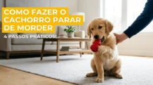 Como fazer o cachorro parar de morder: 4 passos práticos