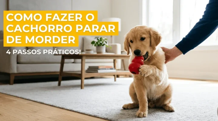 Como fazer o cachorro parar de morder: 4 passos práticos